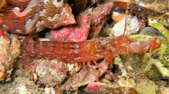 Alpheus novaezealandiae