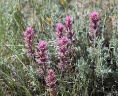 Castilleja angustifolia
