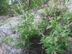 Buddleja racemosa