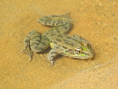 Lithobates spectabilis