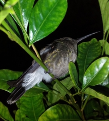Chalybura buffonii