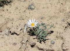 Townsendia florifera