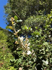 Cystotheca lanestris