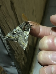 Ormiscodes schmidtnielseni