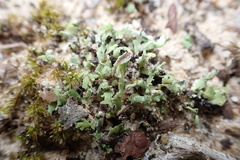 Cladonia
