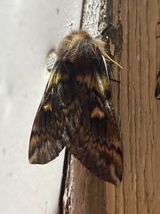 Ormiscodes schmidtnielseni