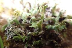 Cladonia