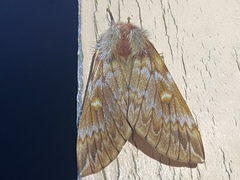 Ormiscodes schmidtnielseni