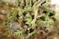 Cladonia