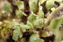 Cladonia