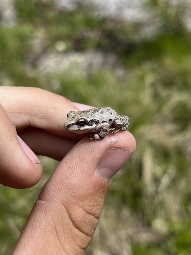 iNaturalist observation photo of Pacific chorus frog