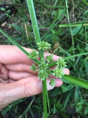 Cyperus virens