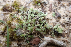 Cladonia