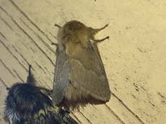 Macromphalia hypoleuca