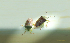 Elasmostethus interstinctus