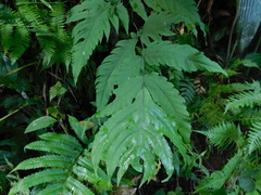 Tectaria melanocaulos