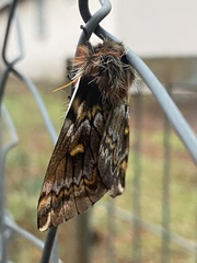 Ormiscodes schmidtnielseni