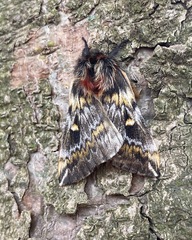 Ormiscodes schmidtnielseni