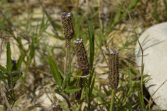 Lippia stoechadifolia