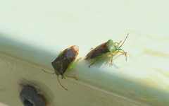 Elasmostethus interstinctus