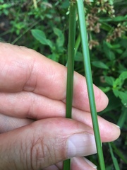 Cyperus virens