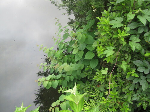Image of Cercidiphyllum japonicum by no rights reserved