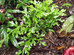 Selaginella delicatula