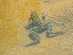 Lithobates spectabilis