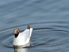 Chroicocephalus ridibundus