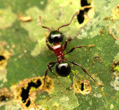 Pristomyrmex inermis