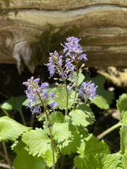 Veronica schizantha