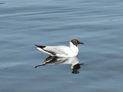 Chroicocephalus ridibundus