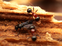 Pristomyrmex inermis