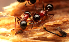 Pristomyrmex inermis