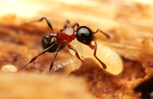 Pristomyrmex inermisPristomyrmex inermis