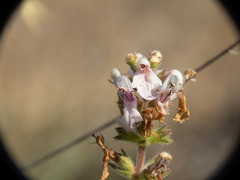 Stachys rigida quercetorum