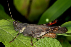 Apalacris