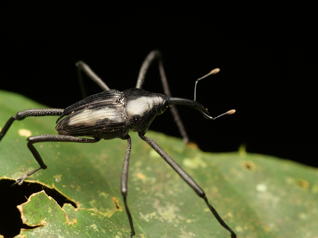 Pseudocholus