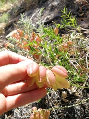Astragalus chorinensis