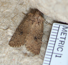 Nudorthodes variabilis