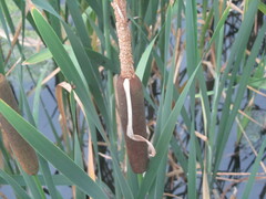 Typha latifolia