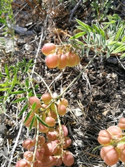 Astragalus chorinensis