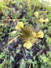 Castilleja tenuis