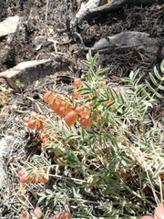 Astragalus chorinensis