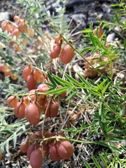 Astragalus chorinensis