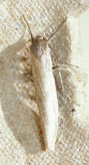 Crambidia dusca