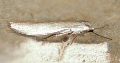 Crambidia dusca