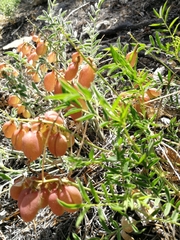Astragalus chorinensis