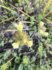 Castilleja tenuis