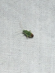 Parthenicus rufivenosus